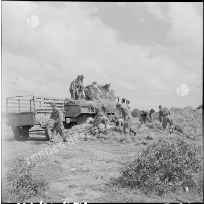 Région d'El Gor. Des hommes de la 1re compagnie du 21e régiment d'infanterie chargent des herbes dans un camion.