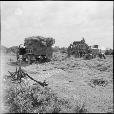 Région d'El Gor. Des hommes de la 1re compagnie du 21e régiment d'infanterie chargent des herbes dans un camion.