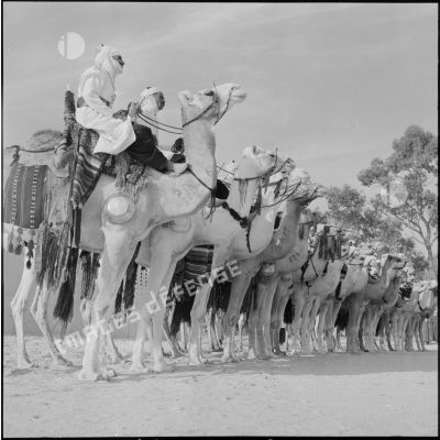 Les harkis des Oasis montés sur chameaux.