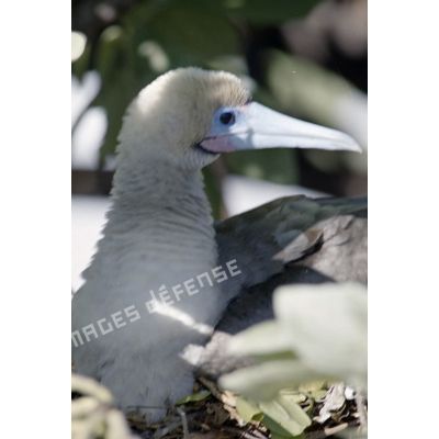 Oiseau sur l'atoll de Fangataufa. [Description en cours]