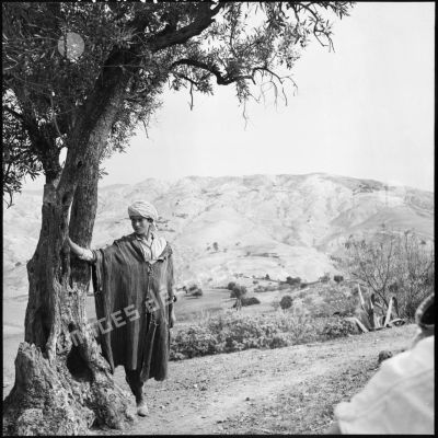 En plein coeur du Dahra, le laboureur prend quelques instants de repos au pied d'un olivier.