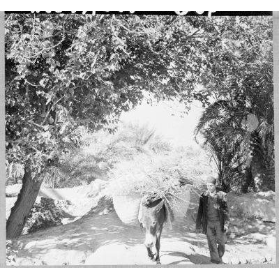 Transport d'un régime de dattes dans la palmeraie de Sidi Okba.