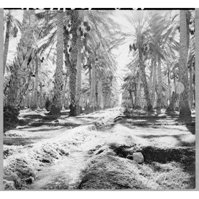 Canal d'irrigation dans la palmeraie de Tolga.