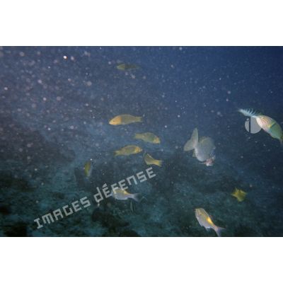 Poissons perroquets lors d'une plongée sous-marine de loisir à la découverte des fonds marins de Moruroa. [Description en cours]