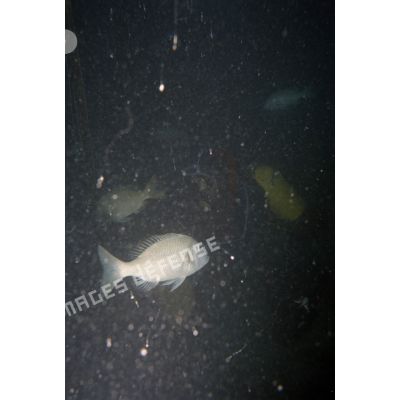 Plongée sous-marine de loisir à la découverte des fonds marins de Moruroa. [Description en cours]
