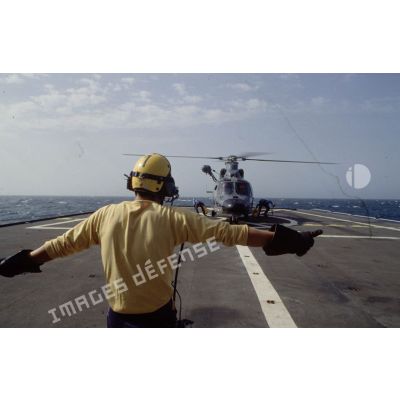 Chien jaune guidant un hélicoptère Dauphin au décollage, à bord du BCR (bâtiment de commandement et de ravitaillement) Var.