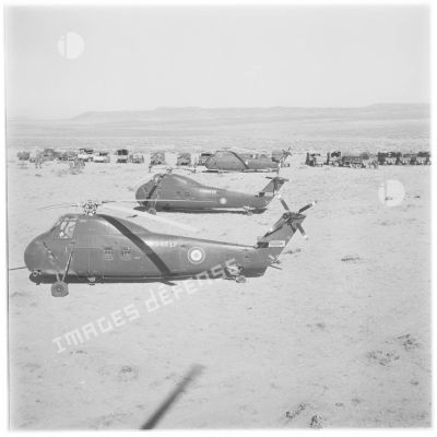 Algérie. Opération héliportée dans la région des Ouled-Rabah. Hélicoptères Sikorsky au sol.
