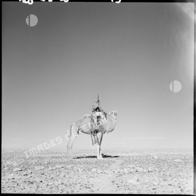 Une sentinelle sur son dromadaire dans le désert saharien.
