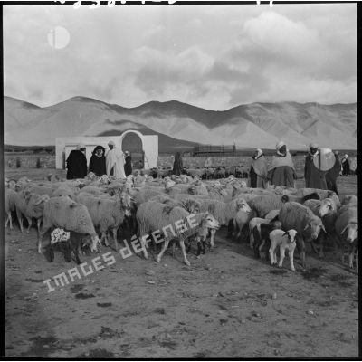 Séance d'action psychologique dans la région de Bouktoub : bergers avec leurs troupeaux.