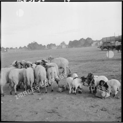 Moutons attachés à une pierre sur une place de marché dans la région de Méchéria.