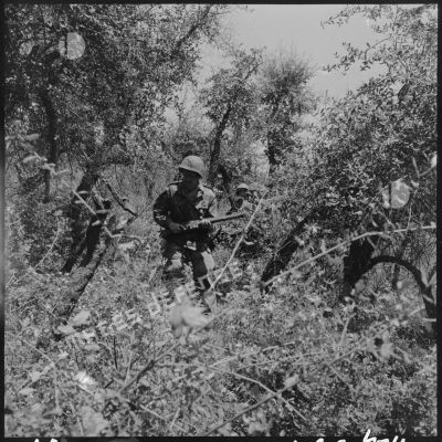 Un sergent de Vatan dans l'Indre parmi les broussailles.
