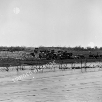 Un troupeau de vaches avec un jeune berger au bord d'un fleuve au Tchad.
