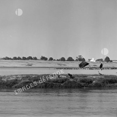 Oiseaux au bord d'un fleuve au Tchad.