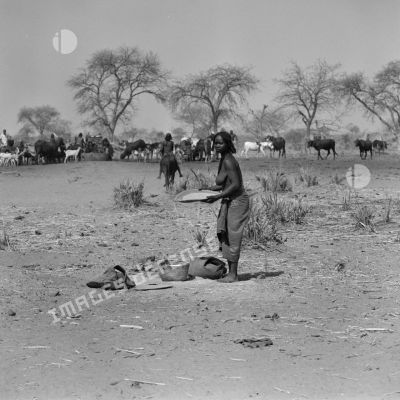 Une femme tchadienne qui tamise des céréales devant un troupeau.