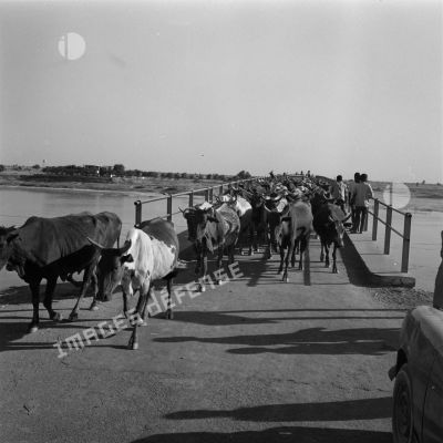 Un troupeau de vaches traverse un fleuve sur un pont.