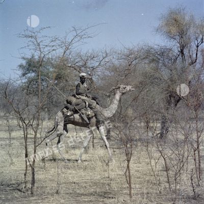 Un homme à dos de dromadaire dans la brousse au Tchad.