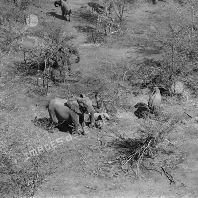 Vue aérienne d'un troupeau d'éléphants dans la brousse au sud de Koundoul.