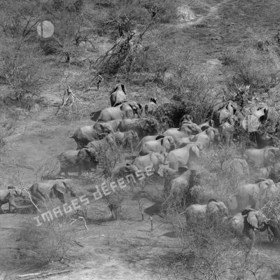 Vue aérienne d'un troupeau d'éléphants dans la brousse au sud de Koundoul.
