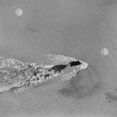 Vue aérienne d'un hippopotame qui nage.