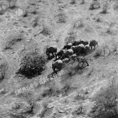Vue aérienne d'un troupeau d'éléphants au sud de Koundoul.