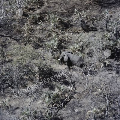 Vue aérienne d'un éléphant dans la brousse au sud de Koundoul.