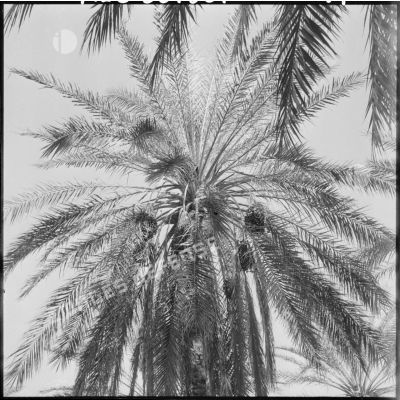 Ouargla. Un palmier dattier.