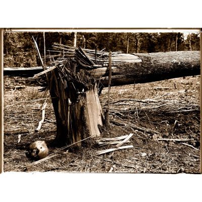 Effet d'un obus sur un tronc d'arbre de 0 m. 90 de diamètre. Forêt de Villers-Cotterets, 1918. [légende d'origine]