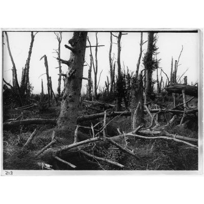 Ce qu'ils ont fait de nos forêts. Somme, 1917. [légende d'origine]