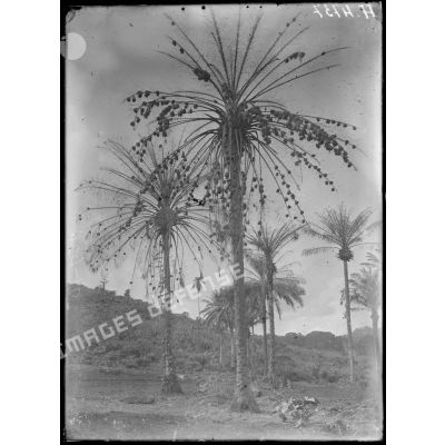 Djombé. Colonie de "gendarmes" dans des palmiers à huile. [légende d'origine]