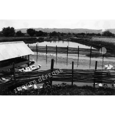 République centrafricaine, 1982. Centre de pisciculture de Landja : les étangs.