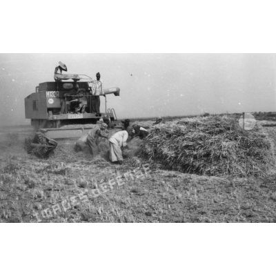 République du Sénégal, 1979. Récolte du riz à la batteuse mécanique dans la région de la Saed (fleuve Sénégal près de Saint-Louis).