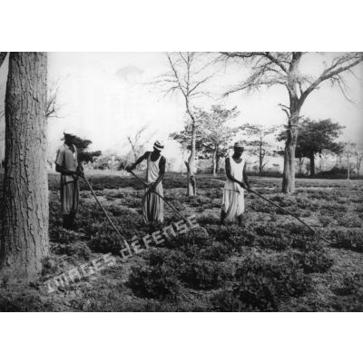 République du Sénégal, M'Bambey, 1958. Nettoyage des plants d'arachide à l' aide de l'hilaire.