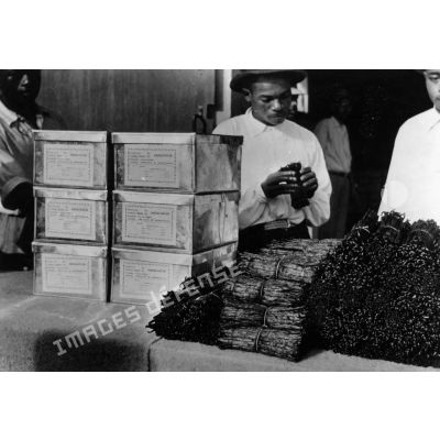 République malgache, 1952. Mise en boites des gousses de vanille.