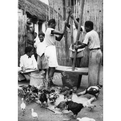République malgache, 1946. Le pilage du riz.