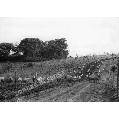 République populaire du Congo, vallée du Niari, 1957. Société Africaine d' élevage. Safel. Troupeau de boeufs.