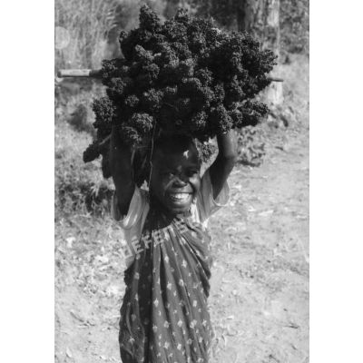 République Rwandaise, 1970. Récolte du sorgho.