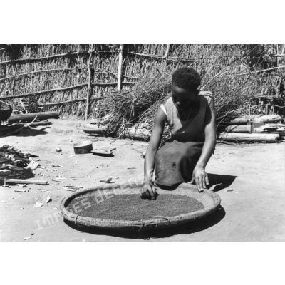 République Rwandaise, 1970. Séchage du sorgho.