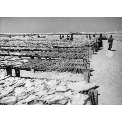 République islamique de Mauritanie, Nouadhibou ( ex Port-Etienne), 1960. Séchage du poisson.