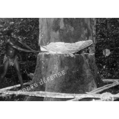 République Gabonaise, 1956. Abattage d'un okoumé.