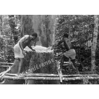 République Gabonaise, 1956. Abattage d'un okoumé.