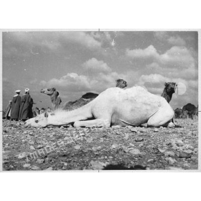 Maroc, Goulimine, 1959. Le marché aux chameaux.