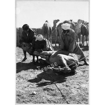 Maroc, Goulimine, 1959. Le marché aux chameaux.