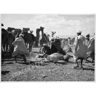 Maroc, Goulimine, 1959. Le marché aux chameaux. Capture d'un animal récalcitrant.