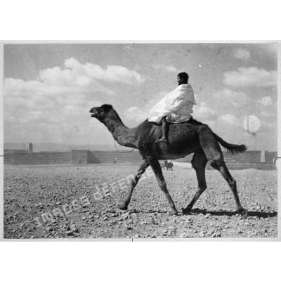 Maroc, Goulimine, 1959. Au marché. Essai d'un chameau de selle.