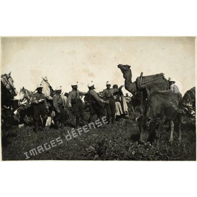 [Un groupe de chasseurs d'Afrique dressant un dromadaire de bât].