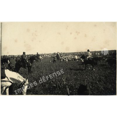 [Un bataillon regroupant le cheptel des moutons au Maroc].