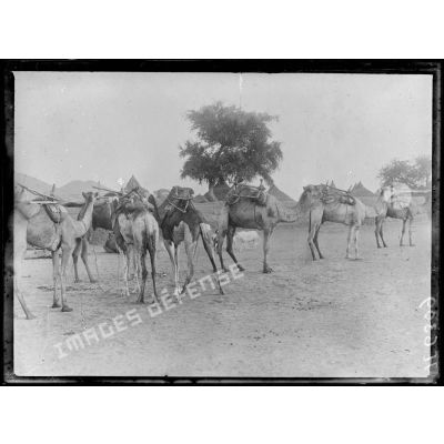 Maroua. Les premiers chameaux rencontrés. [légende d'origine]