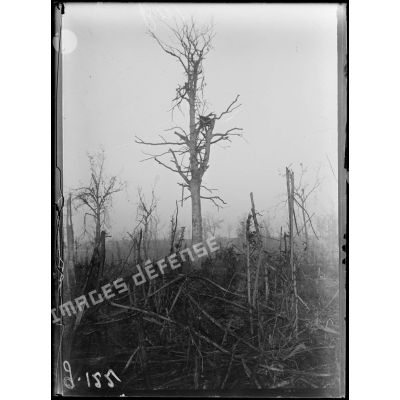 Bois de Deniécourt, poste d'observation dans un arbre détruit par un obus allemand. [légende d'origine]