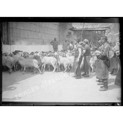 [Des hommes rassemblent un troupeau de moutons, sous le regard d'autorités militaires.]