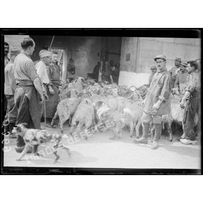 [Des hommes rassemblent un troupeau de moutons à l'intérieur d'un hangar, aidés par des chiens, sous le regard d'autorités militaires.]